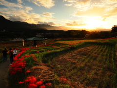 棚田の夕景
