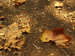 落ち葉(日比谷公園)
