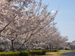 桜咲く遊歩道 2
