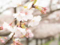 桜咲く遊歩道 4