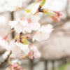 桜咲く遊歩道 4