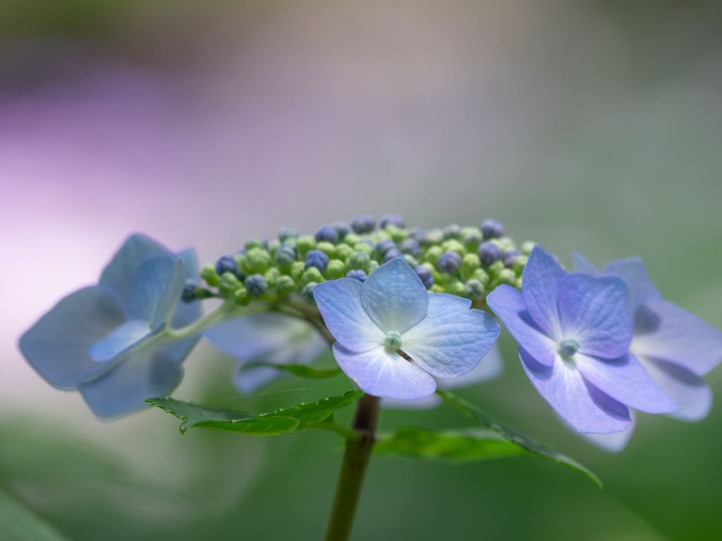 紫陽花