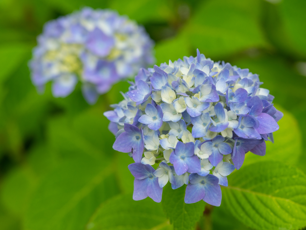 紫陽花