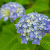 紫陽花