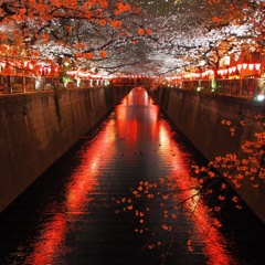 目黒の夜桜