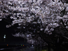浦安夜景 境川の夜桜