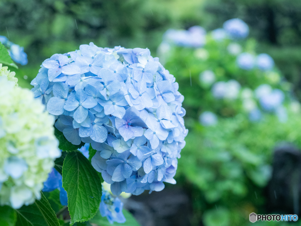 紫陽花の季節