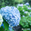 紫陽花の季節