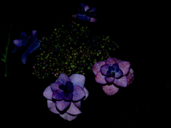 ドローン紫陽花