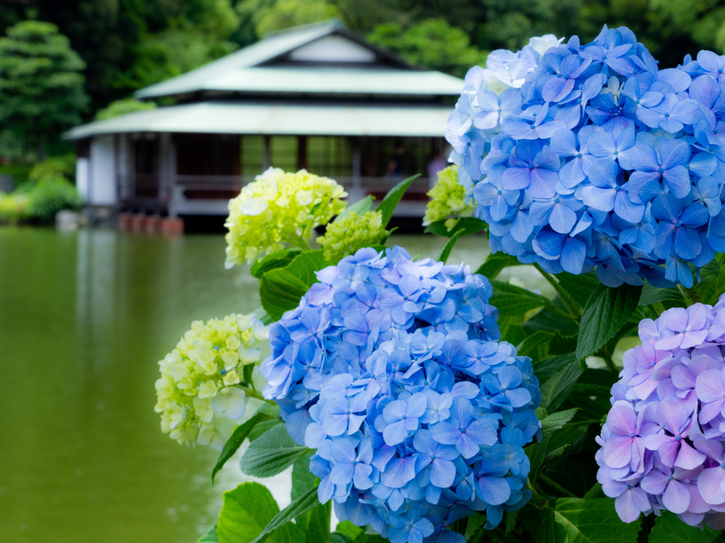 清澄の紫陽花1