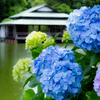 清澄の紫陽花1