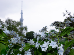 紫陽花とスカイツリー