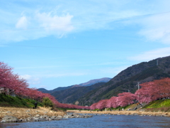 河津桜1