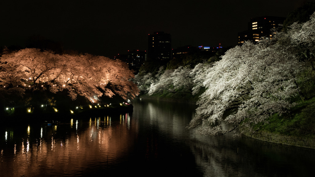 千鳥ヶ淵夜桜4