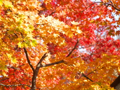 紅葉グラデーション 2