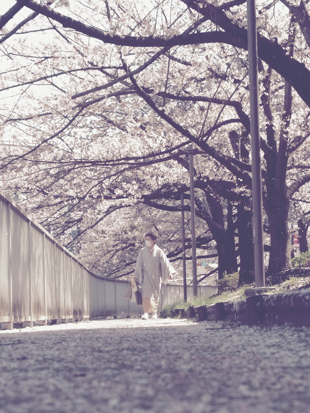 桜のトンネル