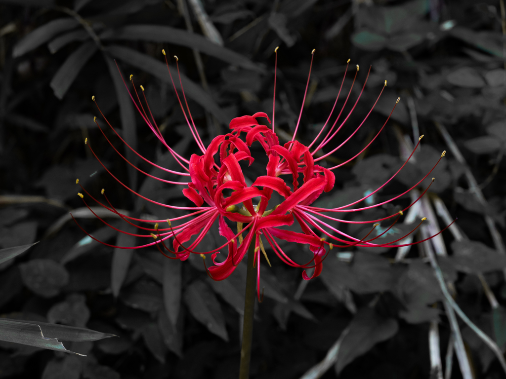 彼岸花