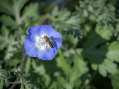 もう開花？