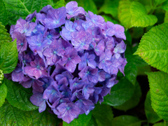 雨中の紫陽花2