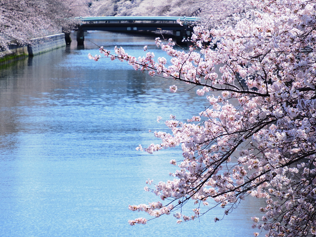 大横川の桜