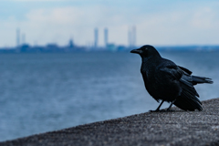 護岸のカラスさん