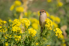 菜の花の森の中