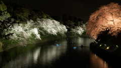 千鳥ヶ淵夜桜2