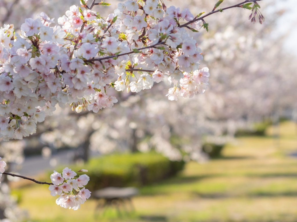桜咲く遊歩道 1