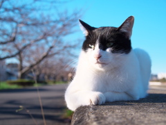 くつろぐ白黒猫