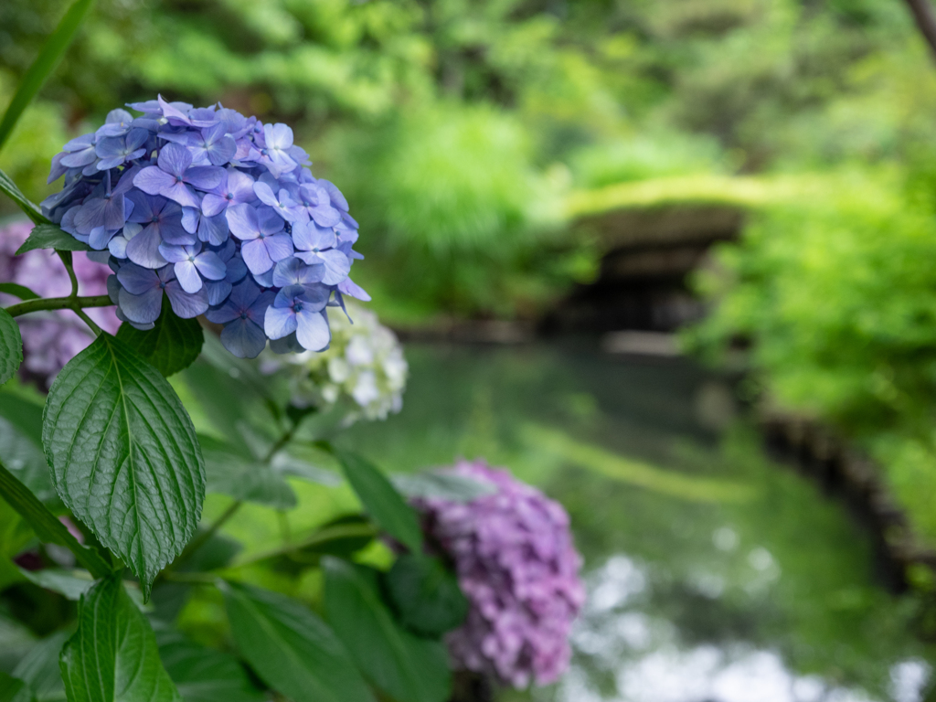 向島百花園-紫陽花