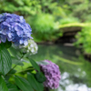 向島百花園-紫陽花