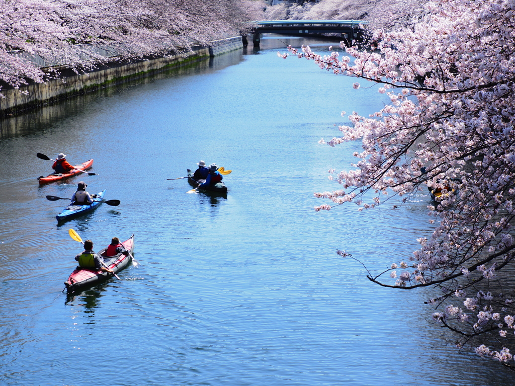 川面からのお花見