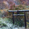 雪と紅葉と鳥居