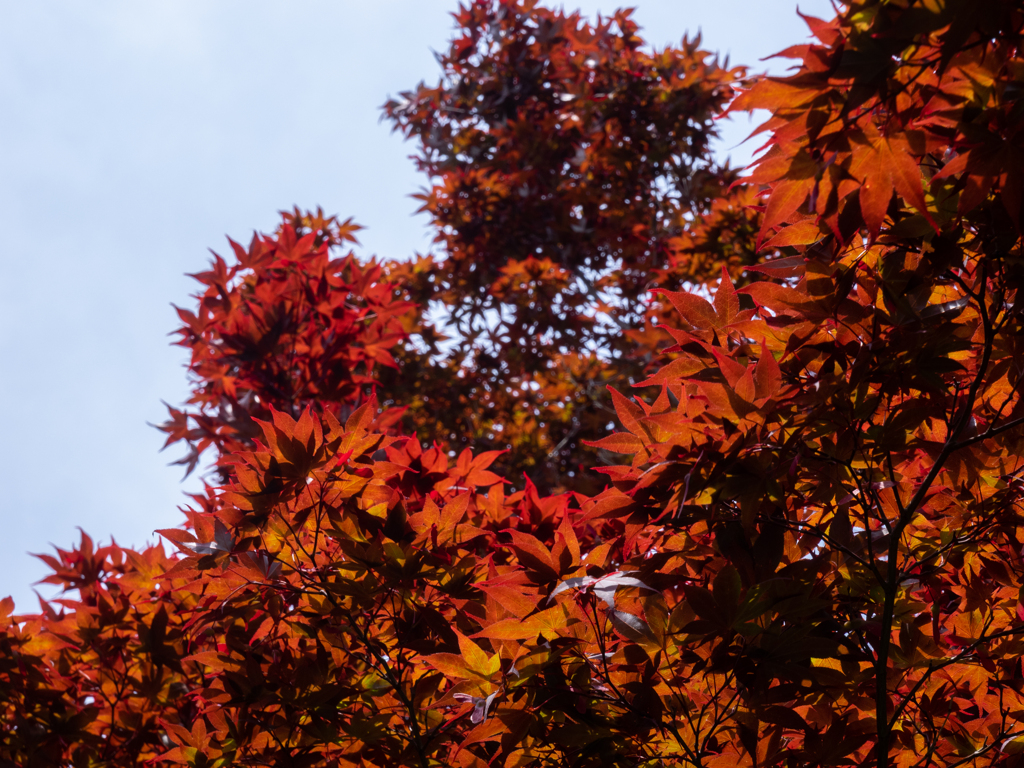 春の紅葉