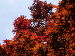 春の紅葉