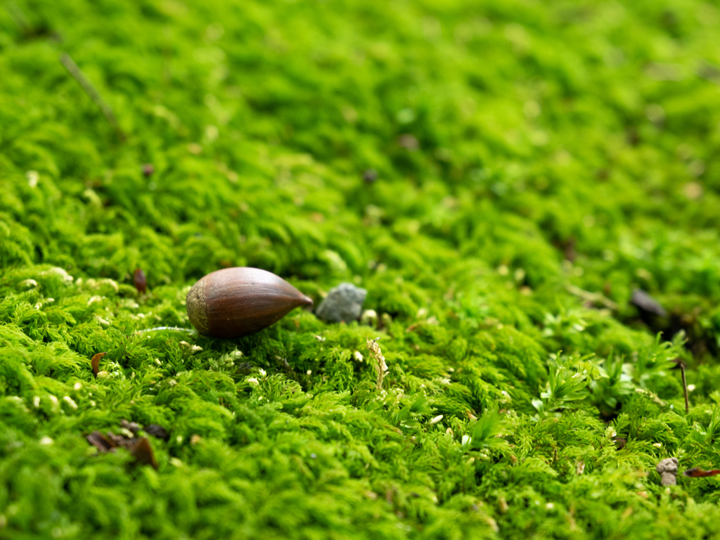 苔の絨毯に