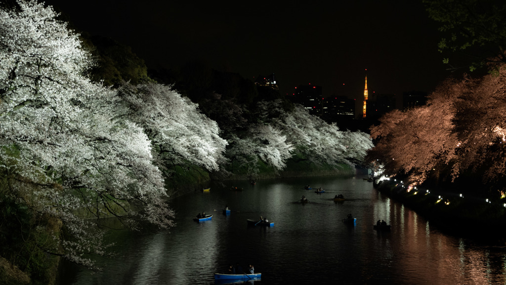 千鳥ヶ淵夜桜1