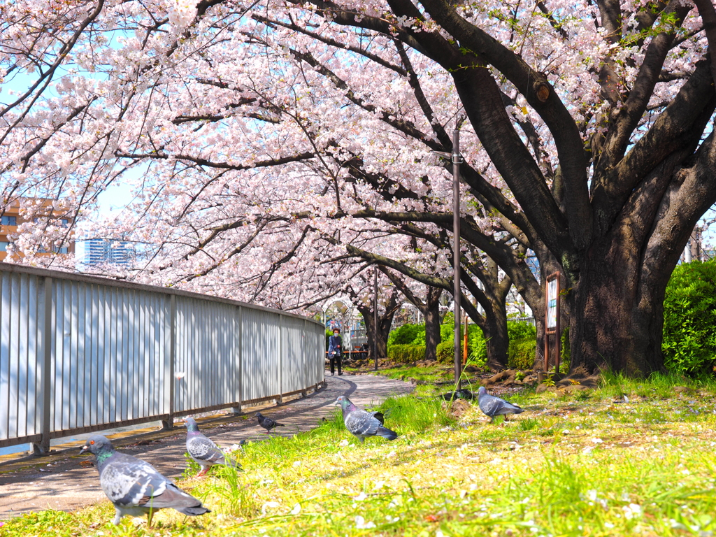 あなたたちも花見かい？