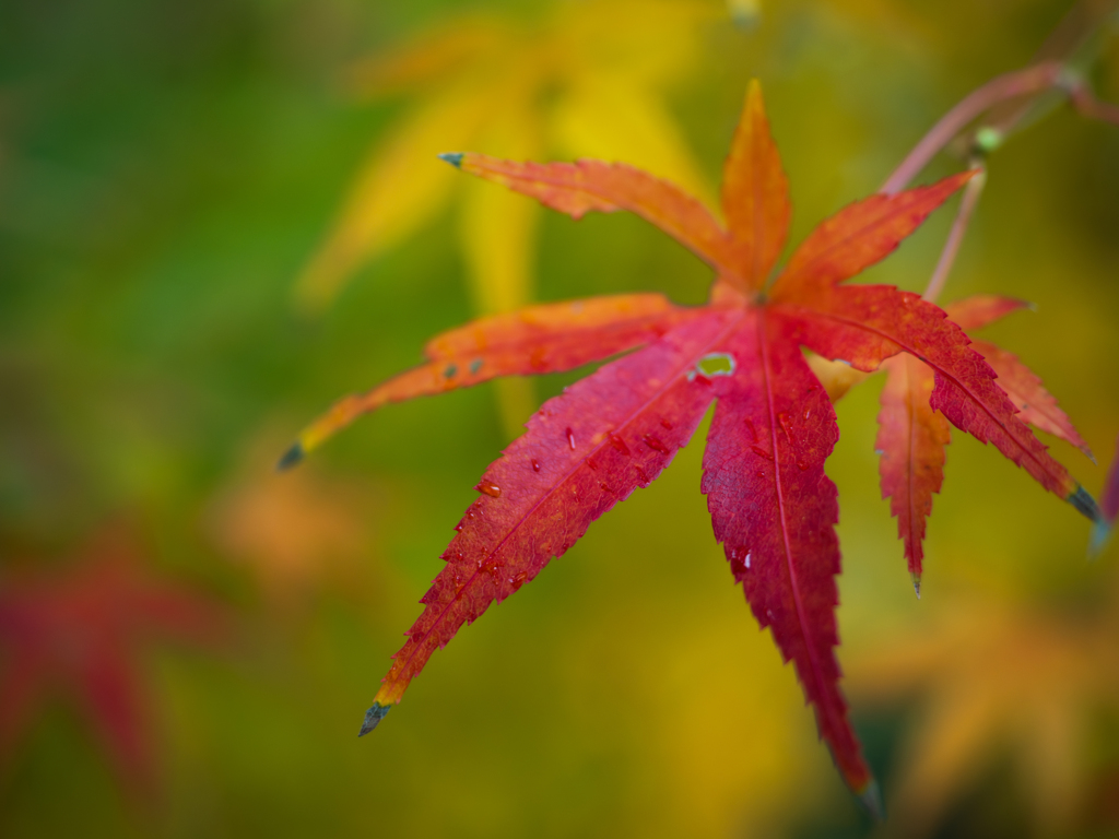 グラデーション