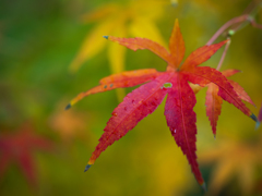 グラデーション