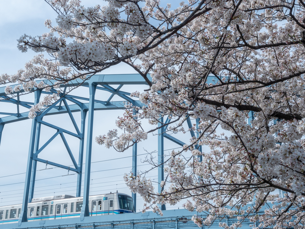 鉄道風景 桜と東西線