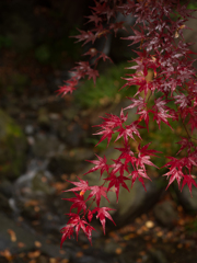 渓流と紅葉