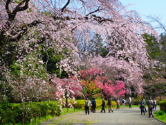 花見散策