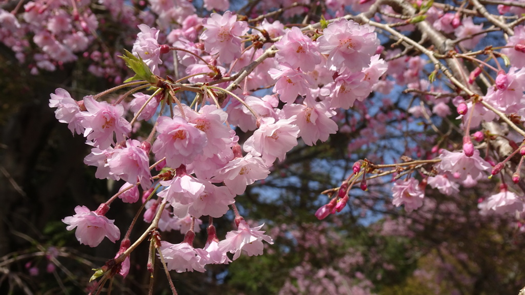 桜