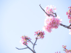 河津桜4