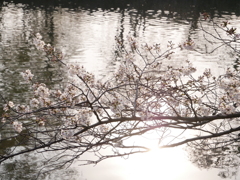 水面の桜２