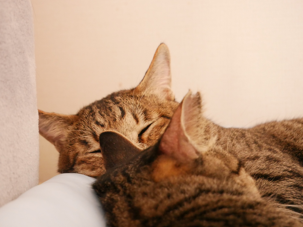 ねこごしのねこ