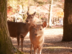 なにかな？