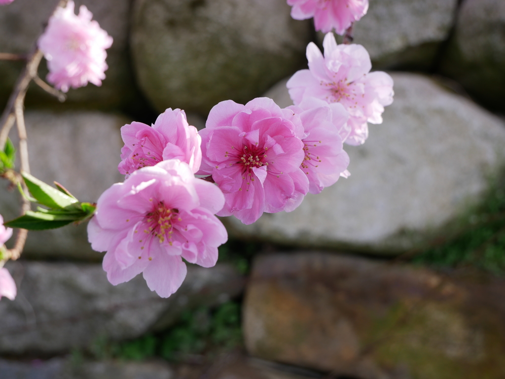 桃の花
