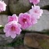 桃の花